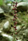 Epipactis atrorubens