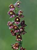 Epipactis atrorubens