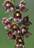 Epipactis atrorubens