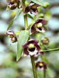 Epipactis helleborine