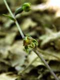 Epipactis microphylla