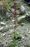 Epipactis atrorubens