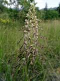 Himantoglossum hircinum