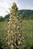 Himantoglossum hircinum