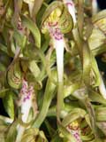 Himantoglossum hircinum