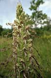 Himantoglossum hircinum