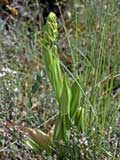 Himantoglossum hircinum