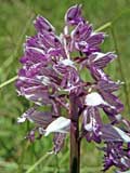 Orchis militaris