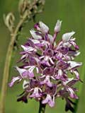 Orchis militaris