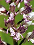 Orchis militaris