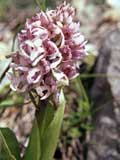 Orchis militaris