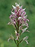 Orchis militaris hybrid