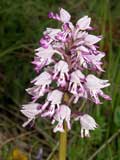 Orchis militaris