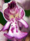 Orchis militaris