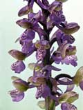 Orchis morio