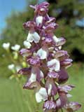 Orchis morio