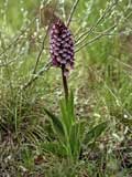 Orchis purpurea