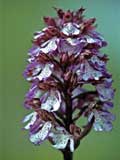 Orchis purpurea