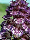 Orchis purpurea