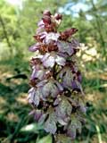 Orchis purpurea