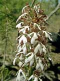 Orchis purpurea