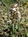 Orchis purpurea