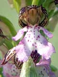 Orchis purpurea