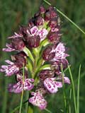 Orchis purpurea