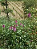 Pyramidenorchis