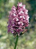 Pyramidenorchis