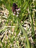 Orchis ustulata