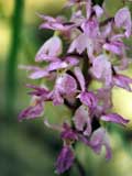 Orchis mascula