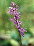 Orchis mascula