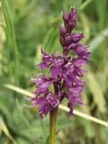 Orchis mascula