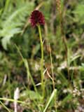 Nigritella rubra