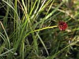 Nigritella rubra