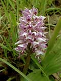 Orchis simia