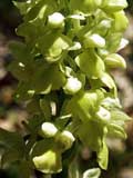 Orchis pallens