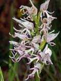 Orchis simia