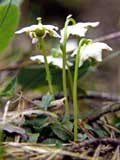 Moneses uniflora