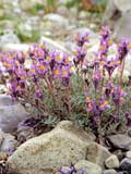 Linaria alpina