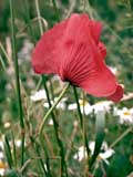 Mohn