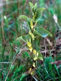 Aristolochia clematis