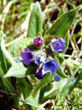 Pulmonaria longifolia