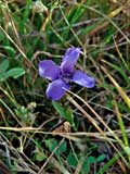 Gentiana ciliata