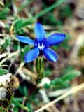 Gentiana verna