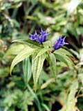 Gentiana asclepiadea