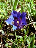 Gentiana kochiana