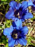 Gentiana clusii