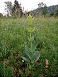 Gentiana lutea